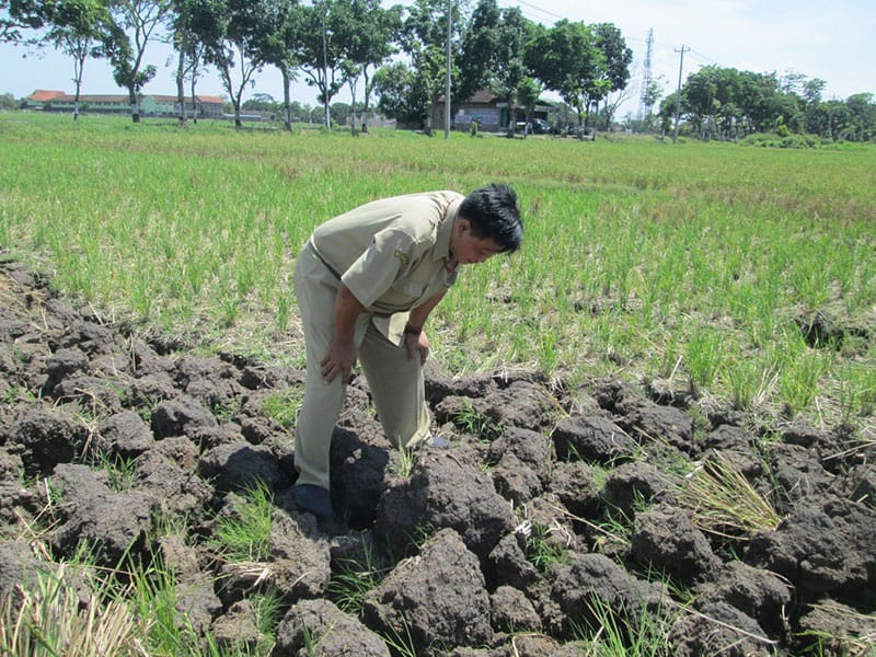 sawah