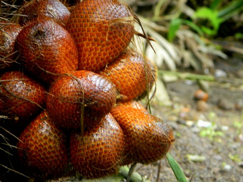 Salak