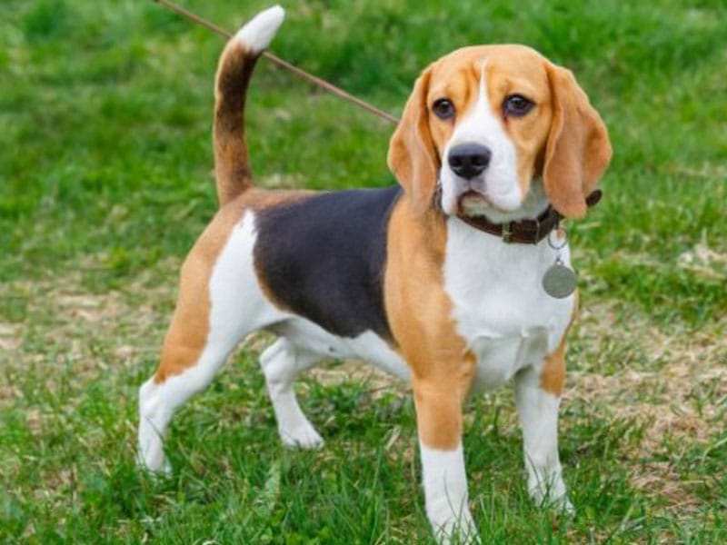 Anjing berjenis beagle