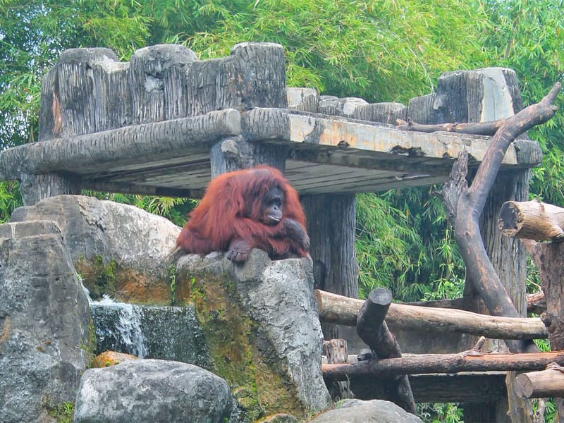 bayi orangutan
