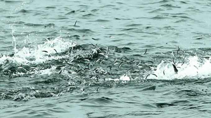 ikan-teri-berlompatan-di-pantai-selatan