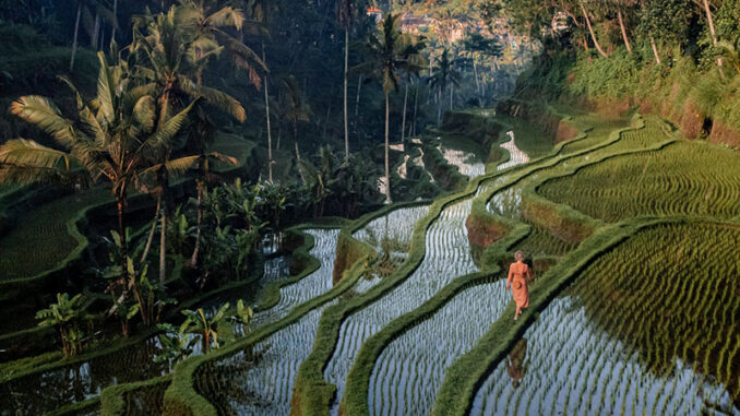 ubud-bali-dibuka-untuk-wisatawan