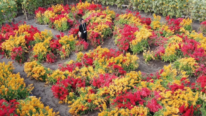 resoinangun-garden
