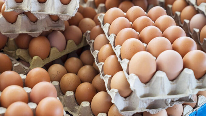 harga-telur-tembus