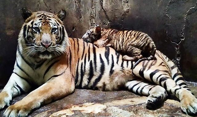 Darmi anak harimau serulingmas zoo Direktur Serulingmas membantah