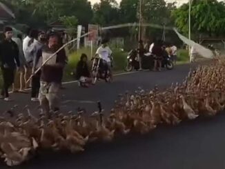 Video Sontoloyo Angon Ribuan Bebek
