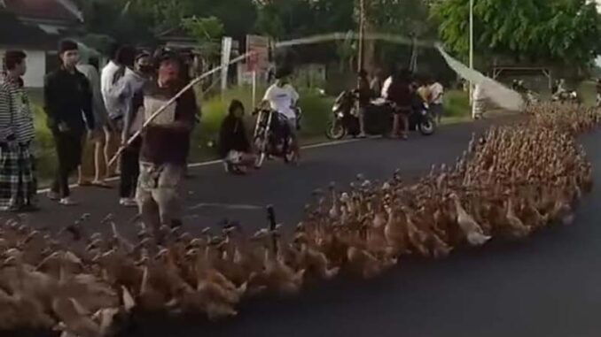 Video Sontoloyo Angon Ribuan Bebek