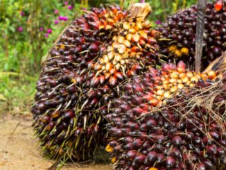 Harga CPO Dunia Meroket
