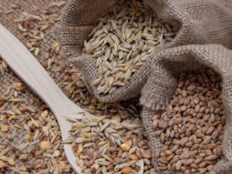 ekspor gandum tepung mocaf