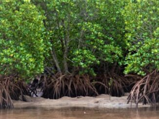 Walhi Jateng Desak Pemprov Setop Rencana Pemindahan Kawasan Mangrove Untuk Tol