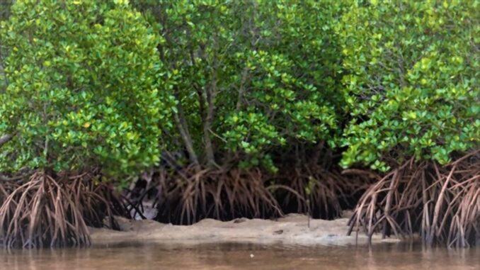 Kawasan Mangrove ilustrasi-Desygner Walhi Jateng Desak Pemprov Setop Rencana Pemindahan Kawasan Mangrove Untuk Tol
