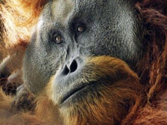 IUCN Sebut 69 Spesies Hewan Telah Hilang dari Indonesia