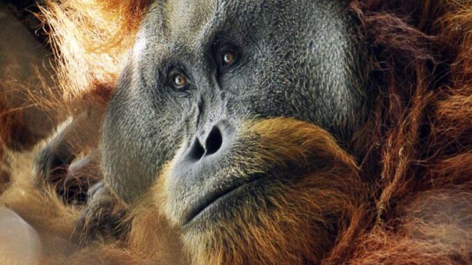 IUCN Sebut 69 Spesies Hewan Telah Hilang dari Indonesia
