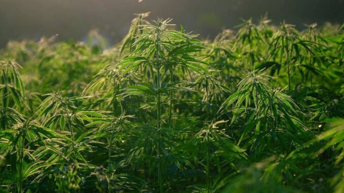 tanaman ganja desygner Pemerintah Thailand Bagikan Gratis Satu Juta Tanaman Ganja