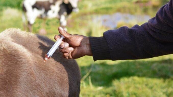 ilustrasi sapi Penyakit Mulut Dan Kuku Mewabah di Boyolali