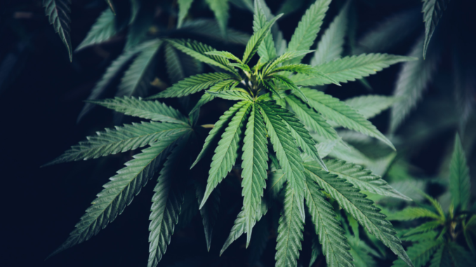 Ilustrasi Ganja - joss.co.id Thailand Legalkan Ganja Untuk Kepentingan Medis Hingga Rumah Tangga Mulai Hari Ini