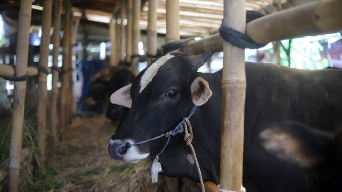 Sapi shutterstock