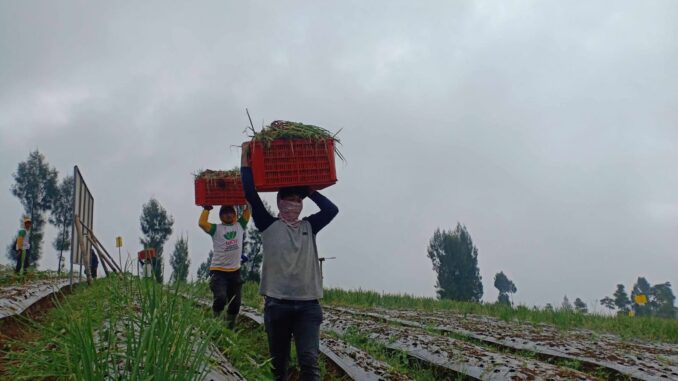 Temanggung Targetkan 1.000 Hektare Lahan Untuk Program Lumbung Pangan Tercapai 2024