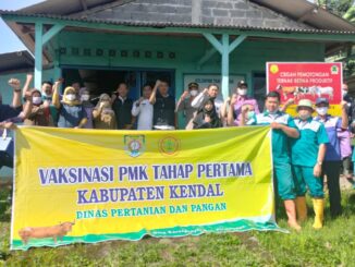 Percepatan Penanggulangan Wabah PMK, Kendal gelar Vaksinasi di 4 Lokasi