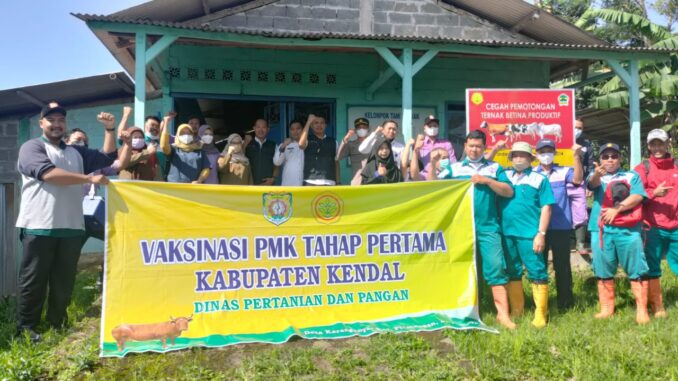 Percepatan Penanggulangan Wabah PMK, Kendal gelar Vaksinasi di 4 Lokasi