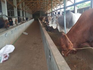 Percepatan Penanganan Wabah PMK, Pemkab Batang Siap Vaksin 23 Ribu Ekor Sapi dan Pedet