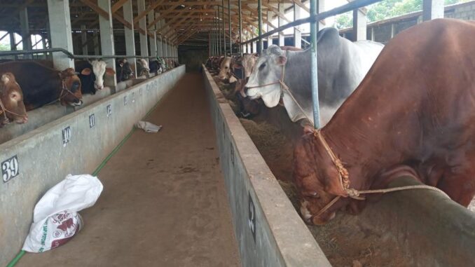 Percepatan Penanganan Wabah PMK, Pemkab Batang Siap Vaksin 23 Ribu Ekor Sapi dan Pedet