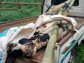 Airlangga Hartarto: Sapi Yang Dimusnahkan Karena PMK Akan Diganti Sebesar Rp10 JutaAirlangga Hartarto: Sapi Yang Dimusnahkan Karena PMK Akan Diganti Sebesar Rp10 Juta