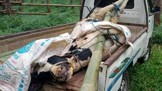 Airlangga Hartarto: Sapi Yang Dimusnahkan Karena PMK Akan Diganti Sebesar Rp10 JutaAirlangga Hartarto: Sapi Yang Dimusnahkan Karena PMK Akan Diganti Sebesar Rp10 Juta