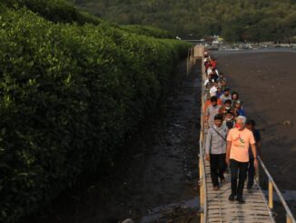 Ganjar: Hutan Mangrove Muara Kali Ijo Berpotensi Sebagai Ekowisata dan Sumber Bahan Gula Nipah