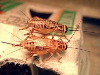 Budidaya Jangkrik, Ide Bisnis Menggiurkan dengan Omzet Jutaan