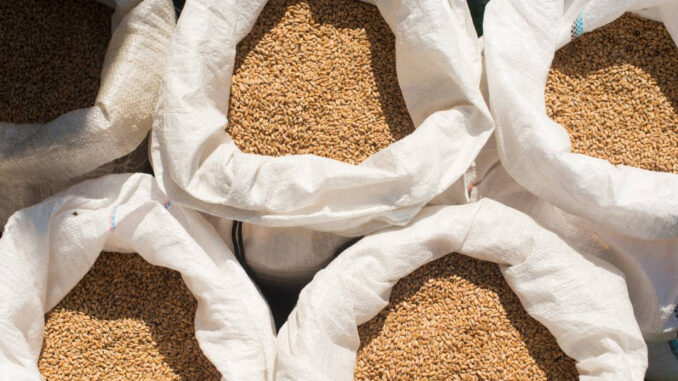 Gandum Siap-siap! Stok Gandum Nasional Hanya Cukup Hingga Oktober