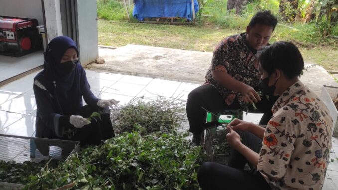 Tim Pemberdayaan Unsoed Kembangkan Tanaman Herbal di Tegal