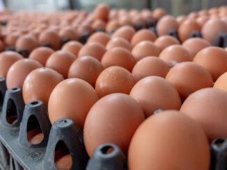 Harga Telur Tembus Rp30 Ribu Tak Perlu Diributkan