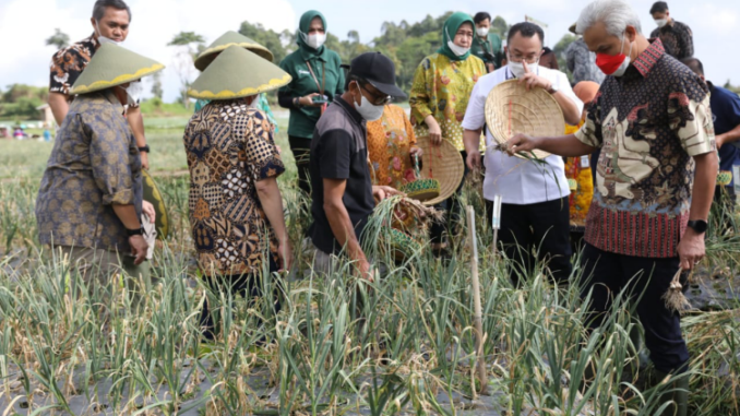Dukung Ketahanan Pangan, Ganjar Resmikan Pusat Pelatihan Pertanian Bawang Putih