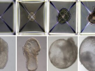 Pertama di Dunia, Ilmuwan Israel Mampu Tumbuhkan Embrio Sintetis Tanpa Sperma dan Rahim