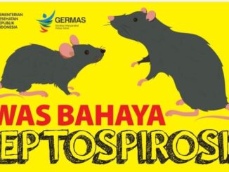 penularan penyakit dari kencing tikus