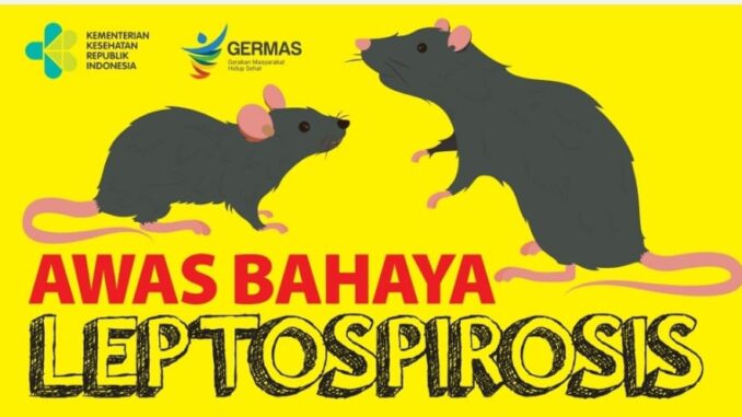 Leptospirosis penularan penyakit dari kencing tikus