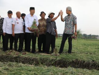 petani bawang brebes