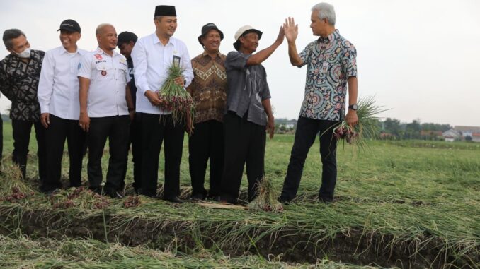 petani bawang brebes