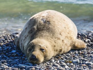 seal singa laut