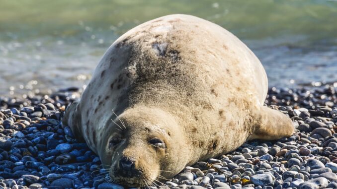 seal singa laut