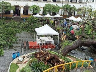 Pohon seabad lawang sewu tumbang