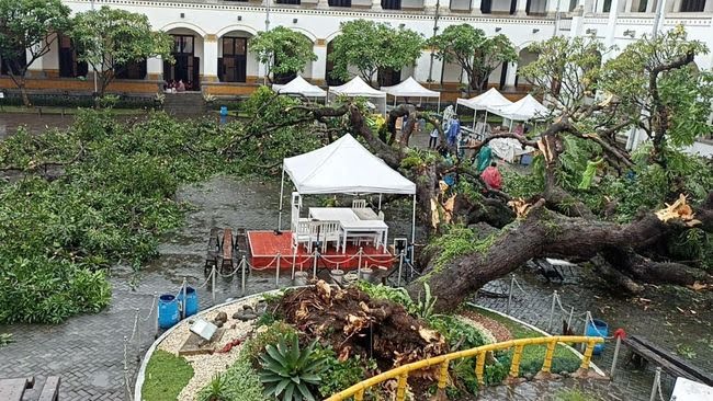 Pohon seabad lawang sewu tumbang