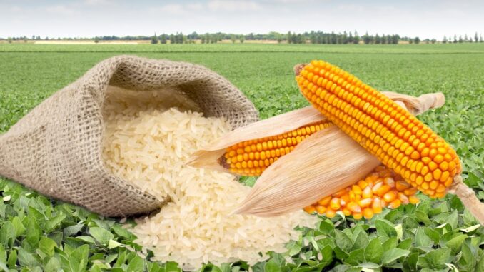 cadangan beras jagung kedelai
