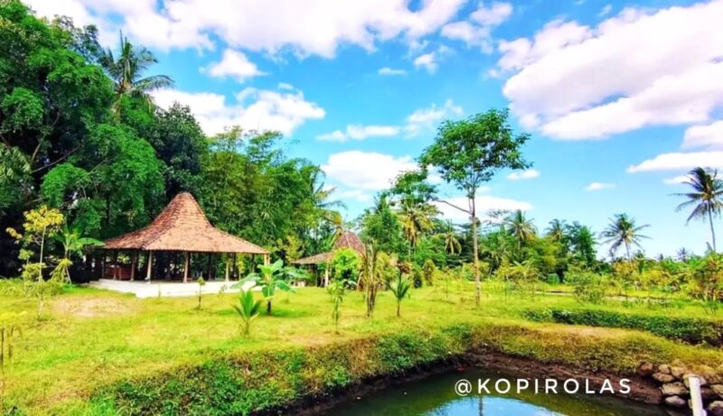 Kopi Rolas