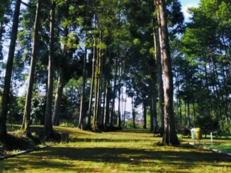 Arboretum Kalianget Wonosobo