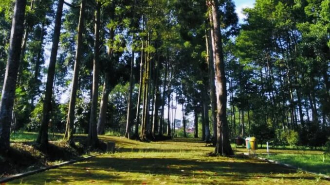 Arboretum Kalianget Wonosobo
