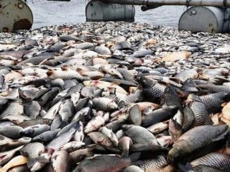 Ikan Waduk Kedung Ombo Mati