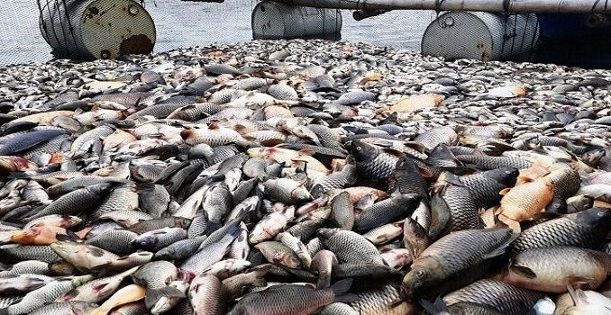 Ikan Waduk Kedung Ombo Mati