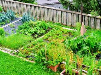 Kebun Sayur